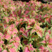 Coleus mix