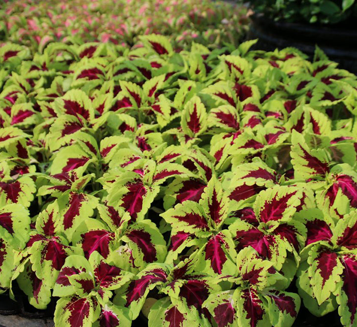 Coleus mix