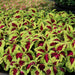Coleus mix
