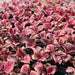 Coleus mix