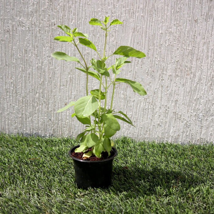 Ocimum Tenuiflorum/Tulsi plant/Holy Basil