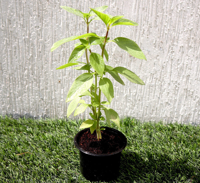Ocimum Basilicum or Rehan Herb