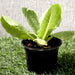 Lettuce "Lactuca" Plant Greensouq