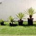 Agave Anguvstifolia Greensouq