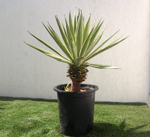 Agave Anguvstifolia Greensouq