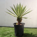 Agave Anguvstifolia Greensouq