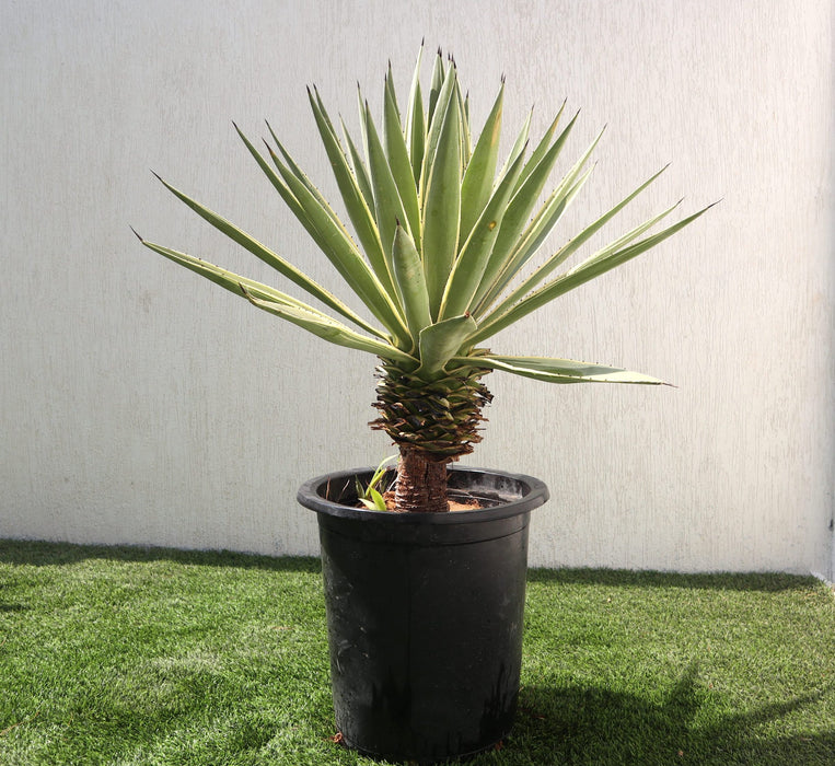 Agave Anguvstifolia Greensouq