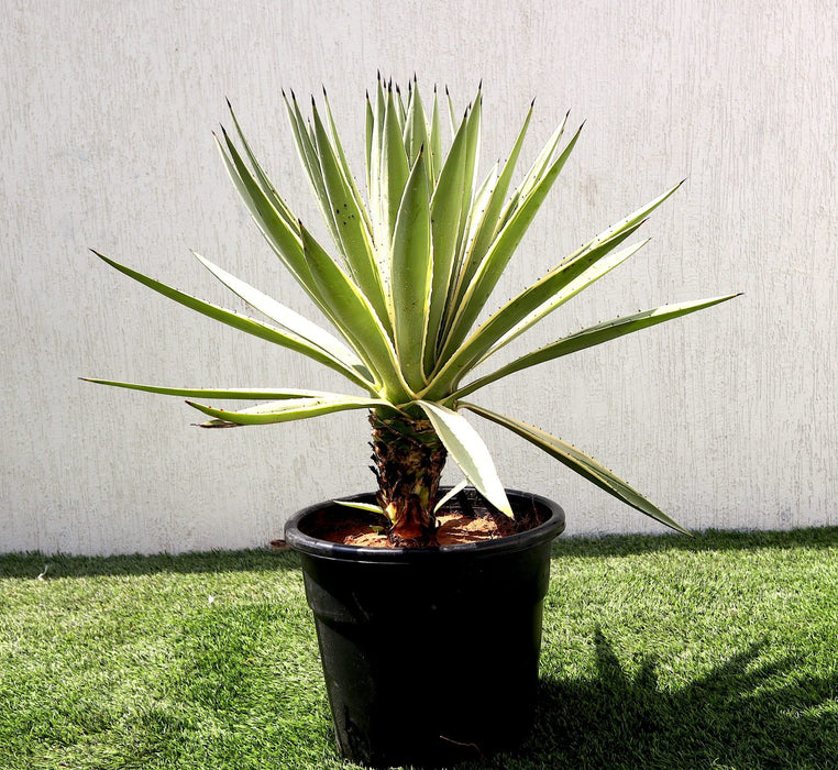 Agave Angustifolia | Caribbean Agave 30 - 60cm spread