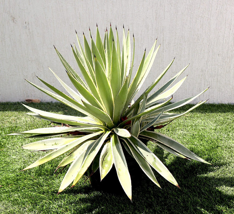 Agave Angustifolia | Caribbean Agave 30 - 60cm spread