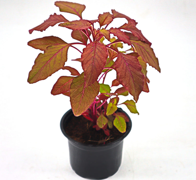 Red Amaranth "Amaranthus Cruentus"