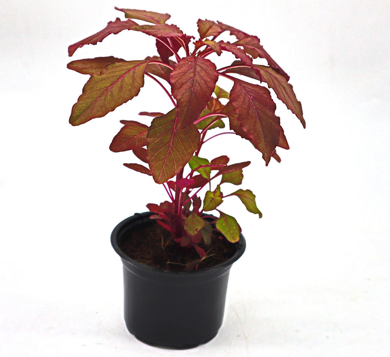 Red Amaranth "Amaranthus Cruentus"