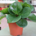 Peperomia obtusifolia, Baby Rubber Plant or Pepper face 10 – 15cm