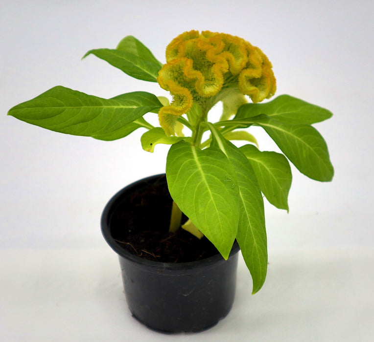 Celosia Plumosa Or Silver Cock's comb