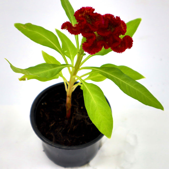 Celosia Plumosa Or Silver Cock's comb