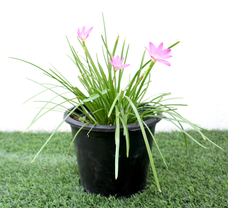 Zephyranthes Grandiflora | Pink Rain Lily | Zephyr lily 6Ltr pot