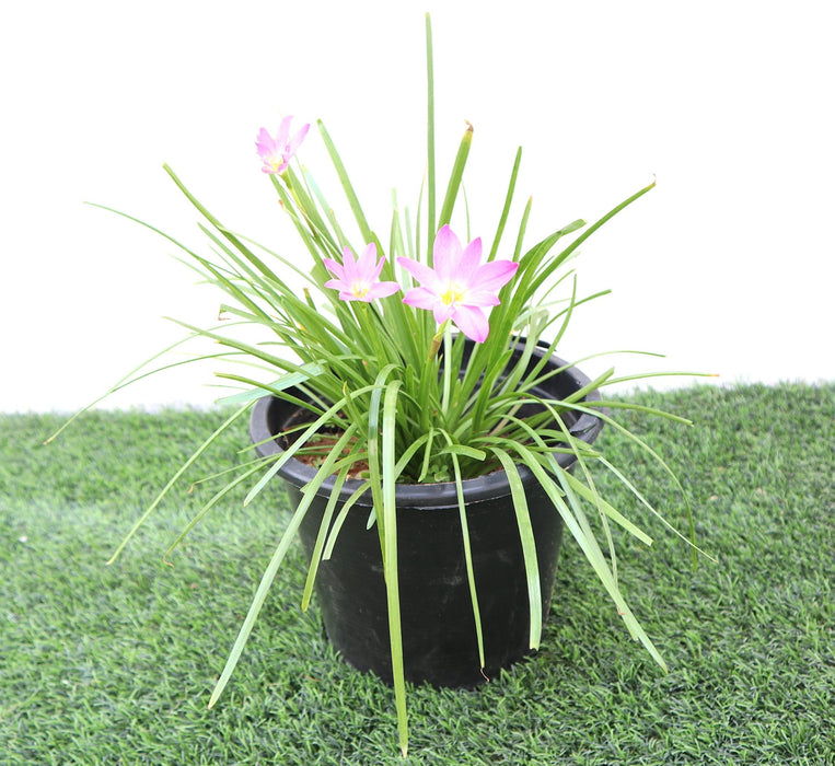 Zephyranthes Grandiflora | Pink Rain Lily | Zephyr lily 6Ltr pot