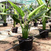 Ravenala madagascariensis “Traveller’s Palm” Greensouq