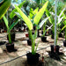 Ravenala madagascariensis “Traveller’s Palm” Greensouq