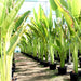 Ravenala madagascariensis “Traveller’s Palm” Greensouq