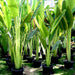 Ravenala madagascariensis “Traveller’s Palm” Greensouq