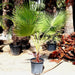 Washingtonia robusta “Mexican Fan Palm” Greensouq