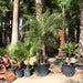 Phoenix roebelenii “Miniature date palm” Greensouq