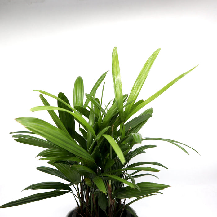 Rhapis Excelsa 30-40cm | Lady Palm | سيدة النخيل | Miniature Fan Palm