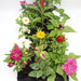 1 Dirham Plant | Seasonal Plants Greensouq