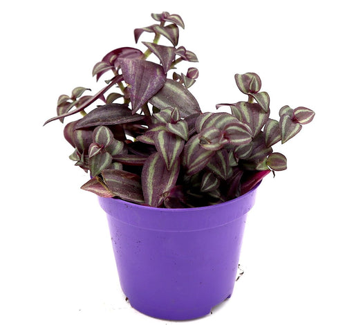 Tradescantia purpusii Greensouq