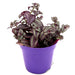 Tradescantia purpusii Greensouq