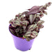Tradescantia purpusii Greensouq