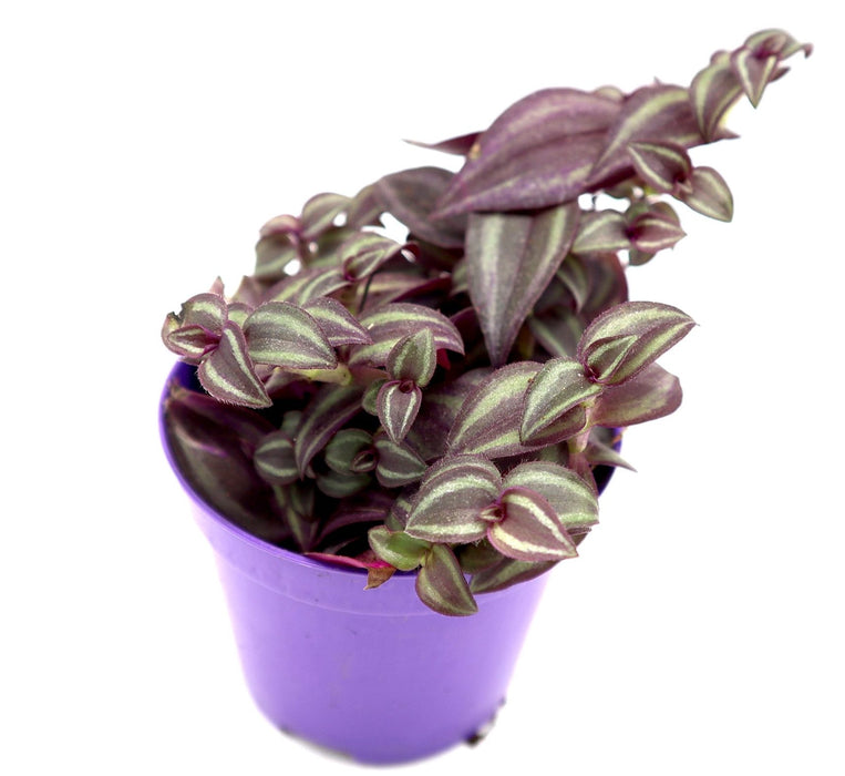 Tradescantia purpusii Greensouq