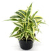 Dracaena Sanderiana Small in 9cm pot Greensouq