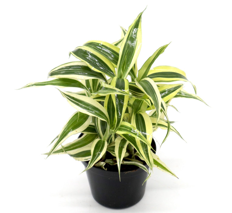 Dracaena Sanderiana Small in 9cm pot Greensouq