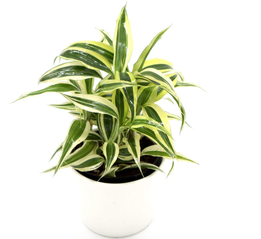 Dracaena Sanderiana Small in 9cm pot Greensouq