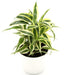Dracaena Sanderiana Small in 9cm pot Greensouq