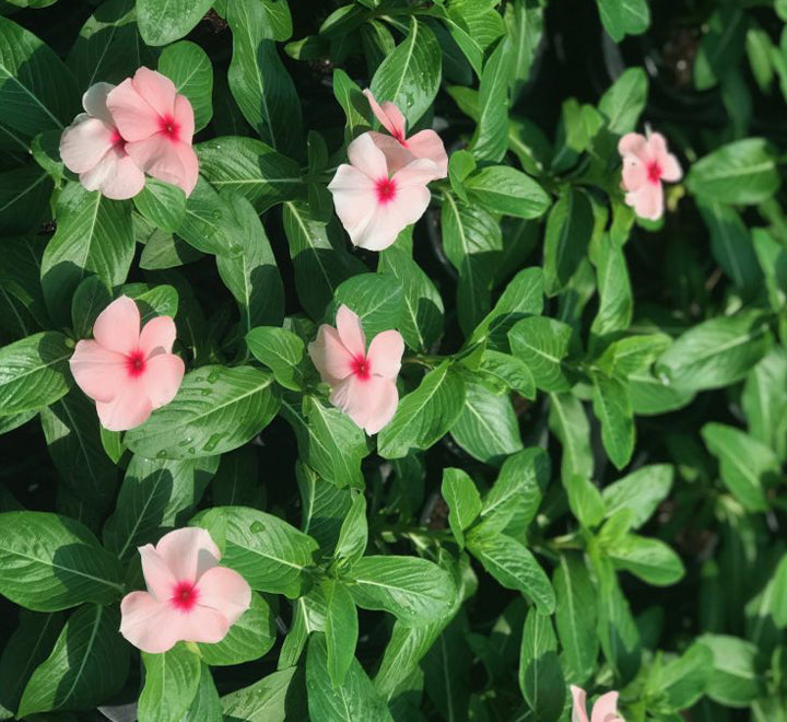 Vinca flowers 10 – 15cm