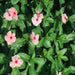 Vinca flowers 10 – 15cm