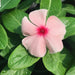 Vinca flowers 10 – 15cm