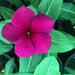 Vinca flowers 10 – 15cm