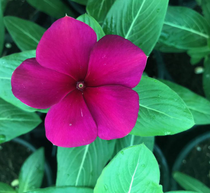 1 Dirham Plant | Seasonal Flowering Plants