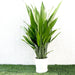 Aspiradas | Aspidistras Indoor Plant | Cast Iron Plant 0.8 - 1.0m Greensouq