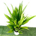 Aspiradas | Aspidistras Indoor Plant | Cast Iron Plant 0.8 - 1.0m Greensouq