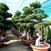 Ficus Strong Bonsai Greensouq