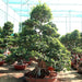 Ficus Nitida Bonsai Greensouq