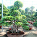 Ficus Nitida Bonsai Greensouq