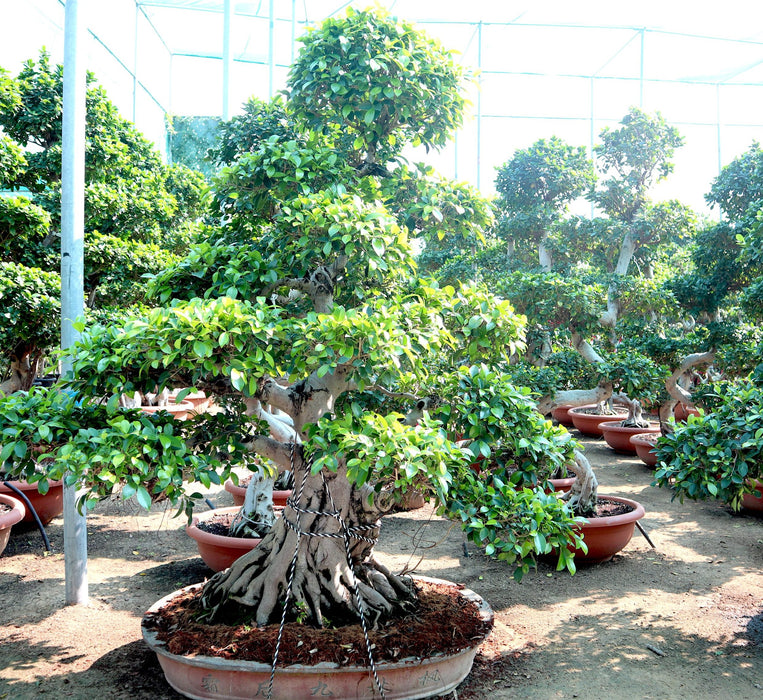 Ficus Nitida Bonsai Greensouq