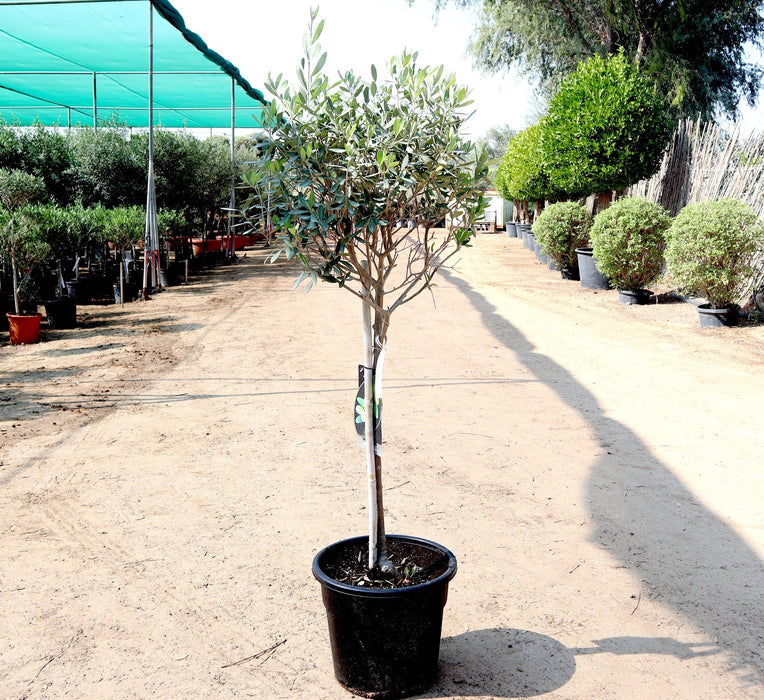 Olea europea or Olive Tree "1.0m-2.2m" شجرة زيتون