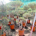 Multihead Olea Europea Greensouq