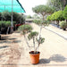 Multihead Olea Europea Greensouq